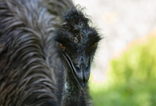 Emu Visto Está Camino — Foto de Stock