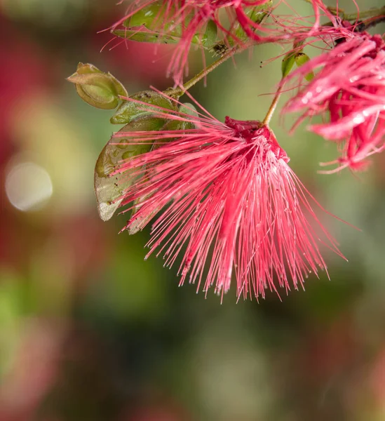 Blooming Flowers Garden — Free Stock Photo