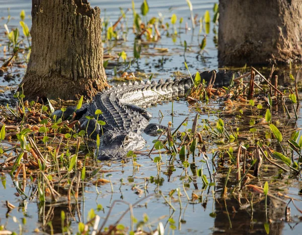 Krokodil Het Water — Stockfoto