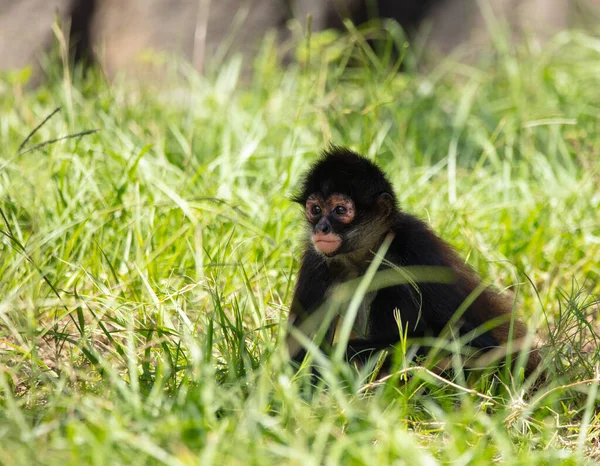 Baby Spider Monkey Watching Distance — Stock Photo, Image