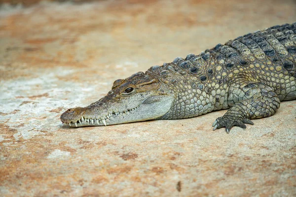 Crocodilo Nilo Está Tomando Sol Sorrindo Para Você — Fotografia de Stock