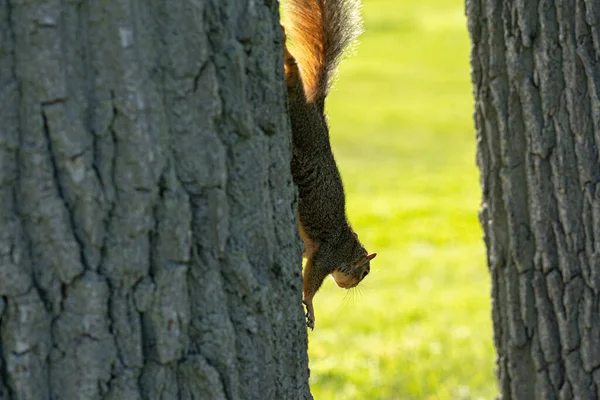 Écureuil Sur Arbre — Photo