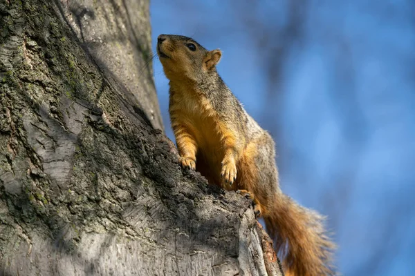 Wiewiórka Skale — Zdjęcie stockowe