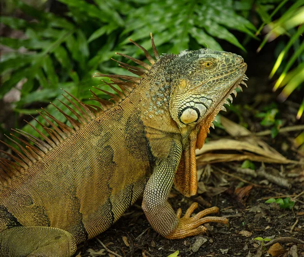 iguana poses for a side profile