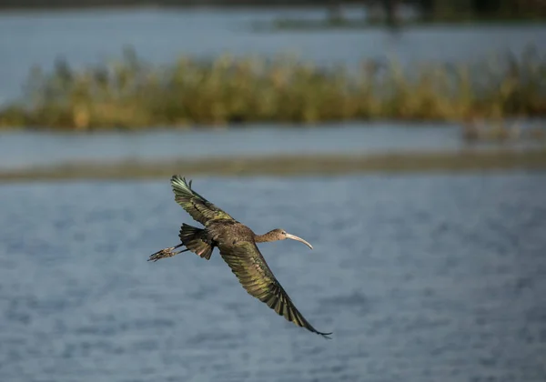 Ibis Bird Nature Fauna — Stock Photo, Image