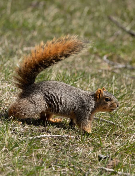 Young Squirrel Grass — Stock Photo, Image