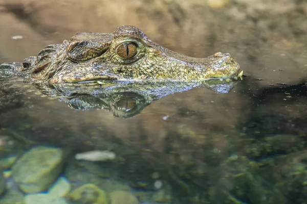 Anão Caiman Está Refletindo Rio — Fotografia de Stock