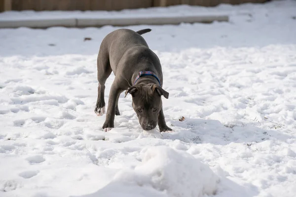 pitbull puppy is ready to play in the snow