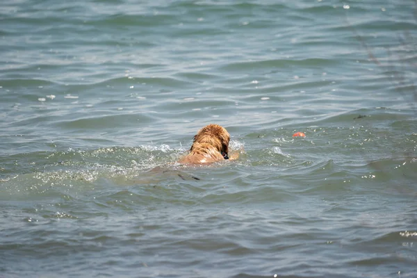 Cães Estão Brincando Água Praia — Fotografia de Stock