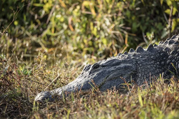Krokodil Kruger Nemzeti Parkban Dél Afrikában — Stock Fotó