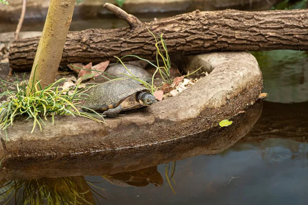 Schildkrötenbaby Blickt Auf Sein Spiegelbild Teich — Stockfoto
