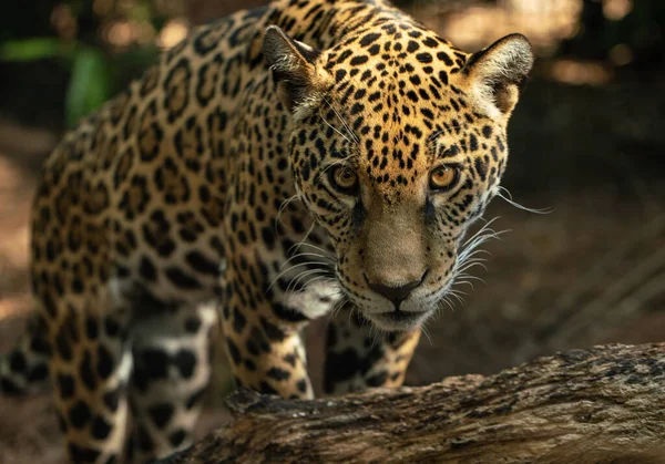 Leopard Parcul Național Kruger Africa Sud — Fotografie, imagine de stoc