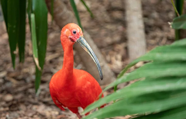 Vermelho Rosa Ibis Bird Fauna Natural — Fotografia de Stock