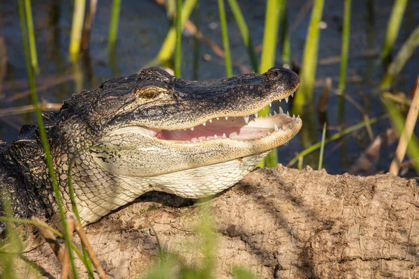 Krokodil Dierentuin — Stockfoto