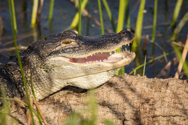 Krokodil Állatkertben — Stock Fotó