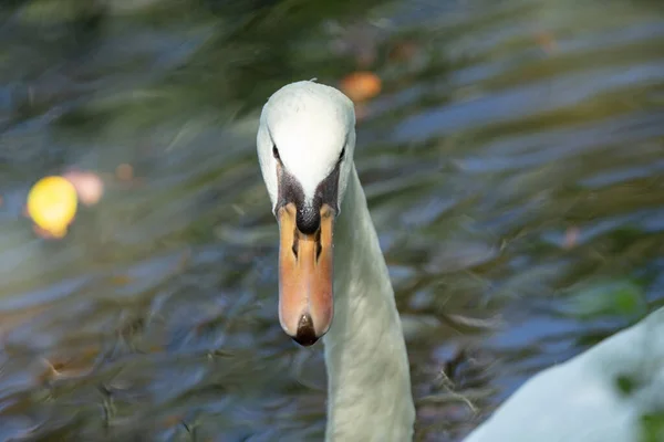 Vuxen Svan Nyfiken Din Inställning — Stockfoto