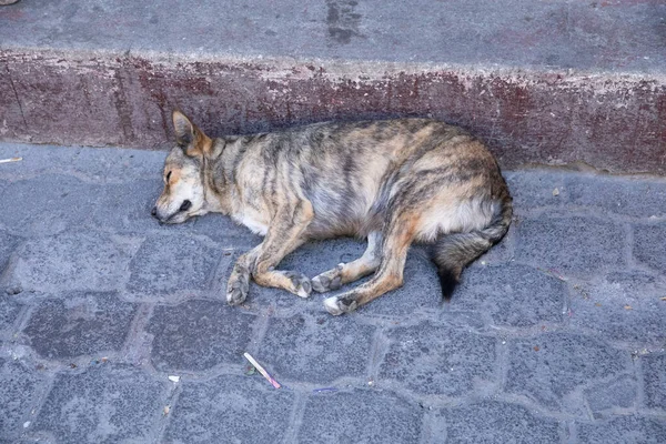 Downtown Panajachel Πριν Από Ξέσπασμα Της Covid — Φωτογραφία Αρχείου