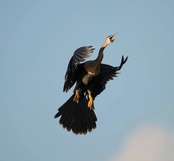 Flying Seagull Flight — Stock Photo, Image