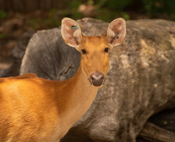 Rotwild Wald Flora Und Fauna — Stockfoto