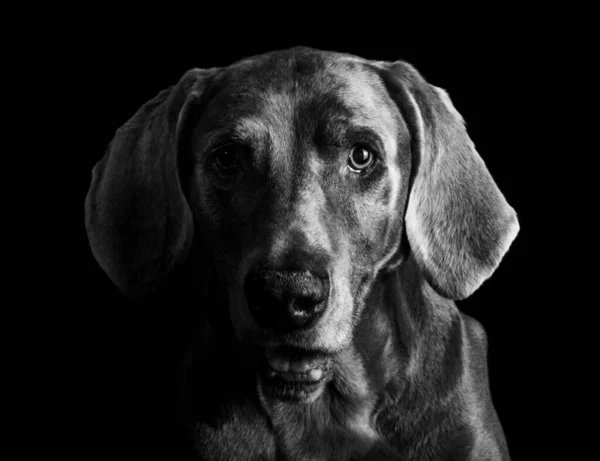 Weimaraner Sta Guardando Ritratto Basso — Foto Stock