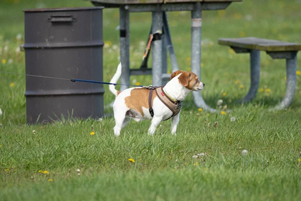 Hond Loopt Het Park — Stockfoto