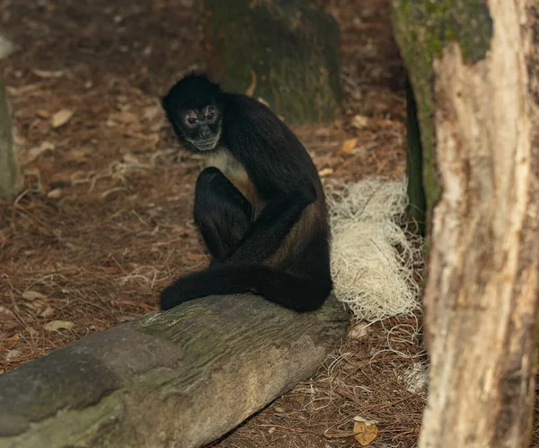 Singe Dans Zoo — Photo