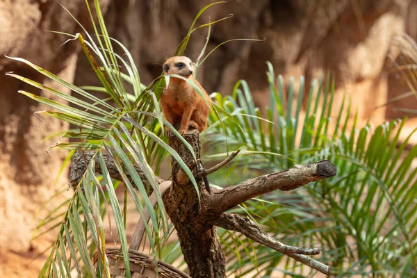 Meerkat Regarde Les Activités Perche — Photo