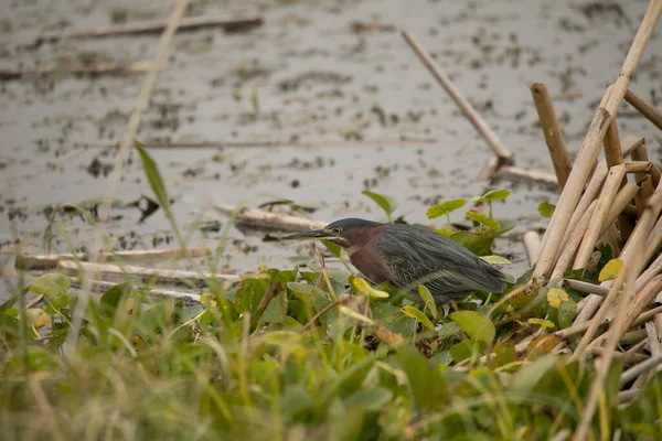 Vogel Teichwasser Grünreiher — Stockfoto
