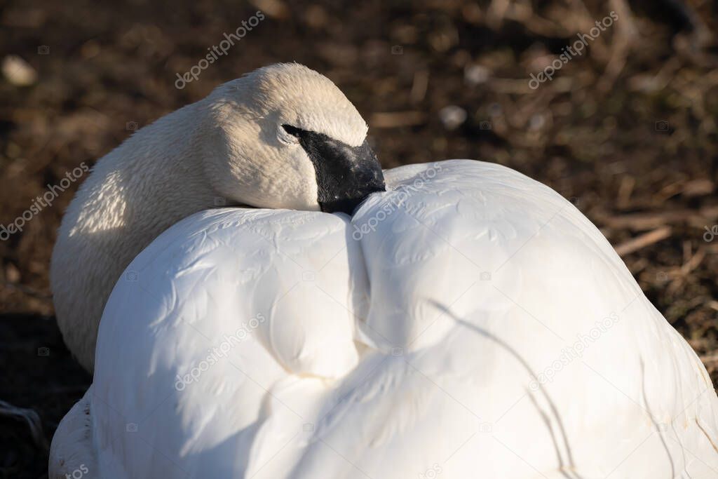 swan has fallen asleep at sunset in winter