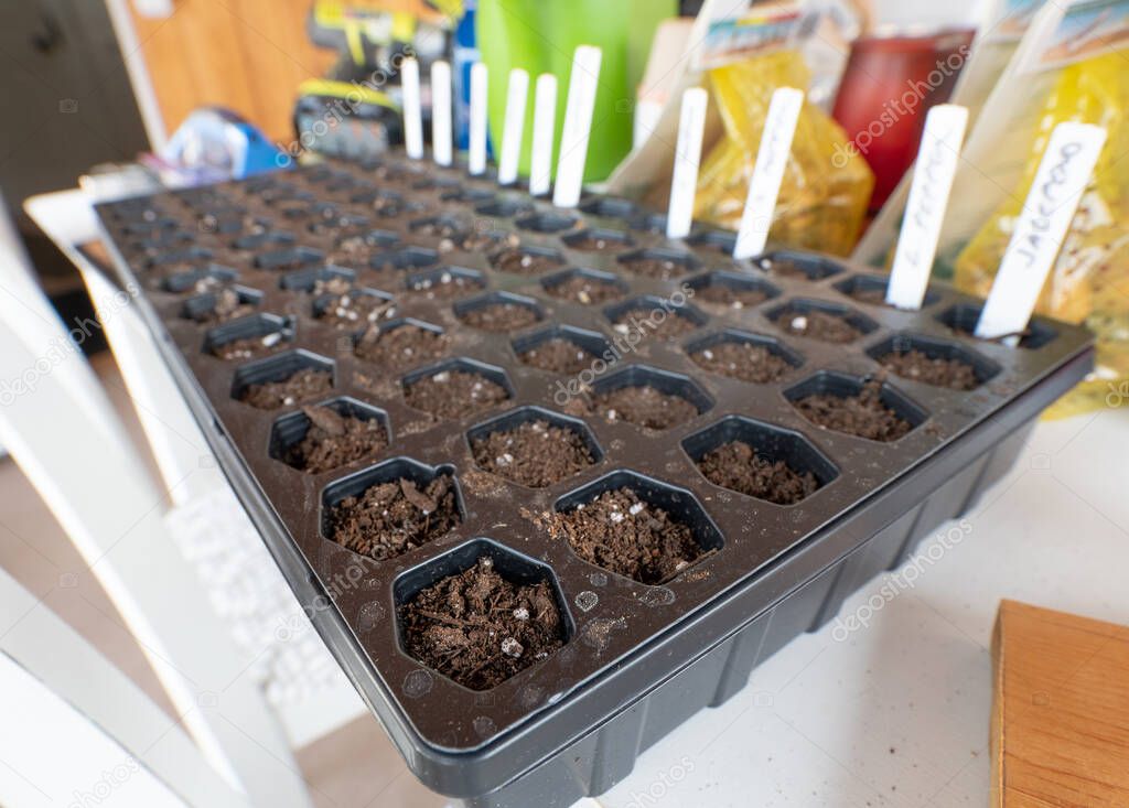 garden seeds are ready to grow