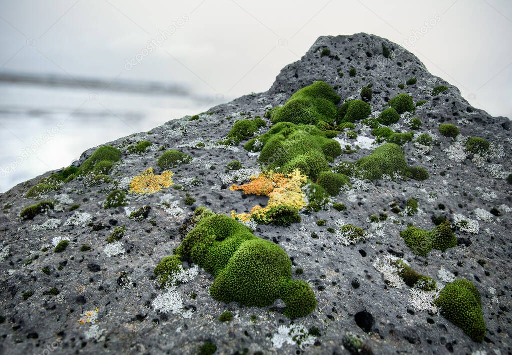 green marine algae and live corals growing on rocks of iceland 