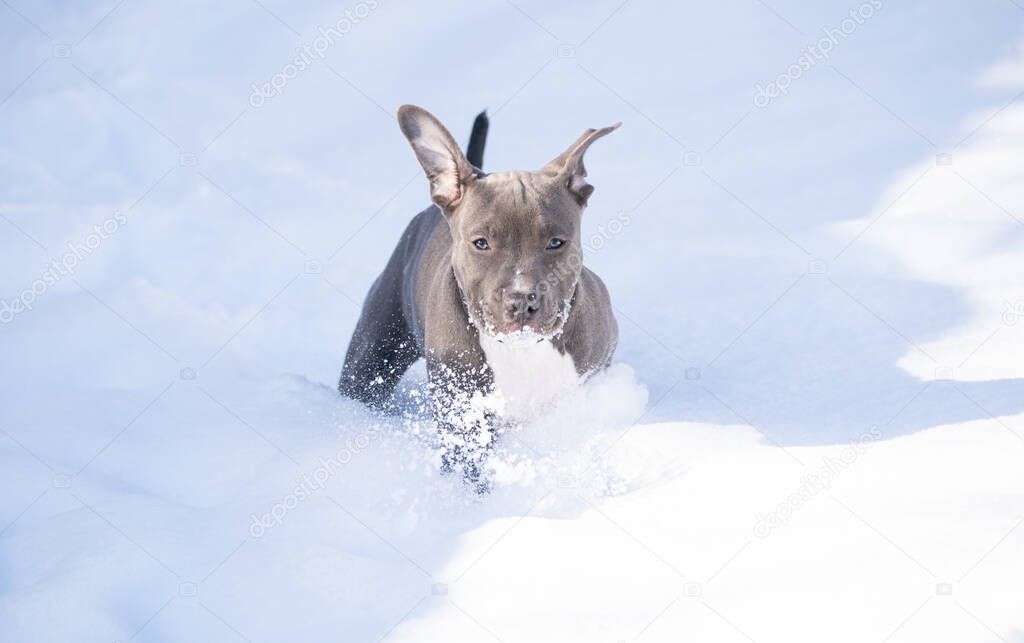 puppy dog, Staffordshire Bull Terrier outdoors in snow 