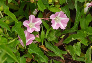 Canlı pembe kır çiçekleri güneşli bir günde çiçek açtı.