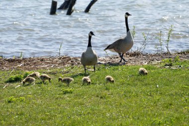 Anne kaz ve yavru kazları gölde güneşli bir günün tadını çıkarıyorlar.