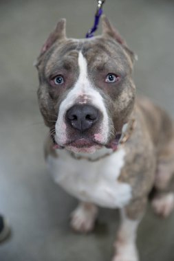 Novi, Michigan, ABD - 01.17.2020: Michigan Kış Köpeği Klasik Fuarı