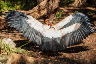 Pelikan kuşu uçuyor