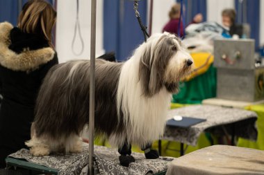 Novi, Michigan, ABD - 01.17.2020: Michigan Kış Köpeği Klasik Fuarı