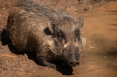 Doğadaki kahverengi ayı.