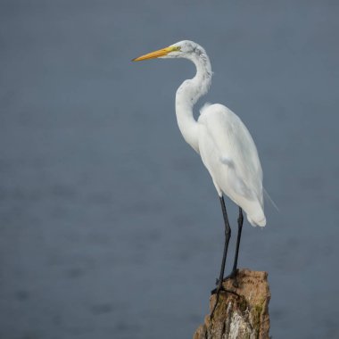 Uçan Akbalıkçıl (Ardea alba)