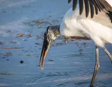 Uçan Akbalıkçıl (Ardea alba)