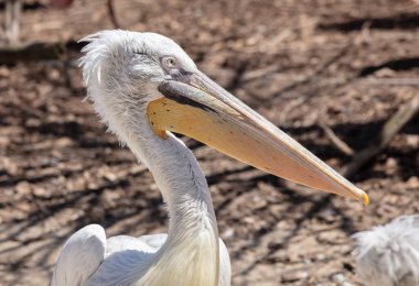 Büyük gagalı beyaz pelikan kuşu