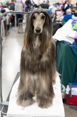 Köpeği fırçaladın ve sana bakıyor.