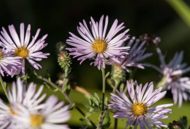Mor bir çiçeğe yaklaş