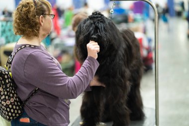 Novi, Michigan, ABD - 01.17.2020: Michigan Kış Köpeği Klasik Fuarı