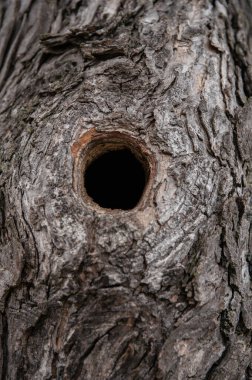 Ağacın derinliklerinde bir sürpriz var. 