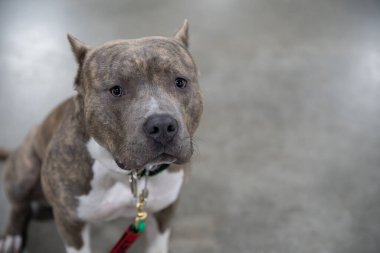 Novi, Michigan, ABD - 01.17.2020: Michigan Kış Köpeği Klasik Fuarı