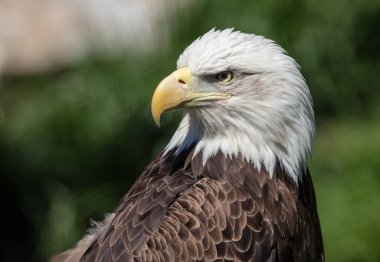 Kel Kartal kafasından vurdu.