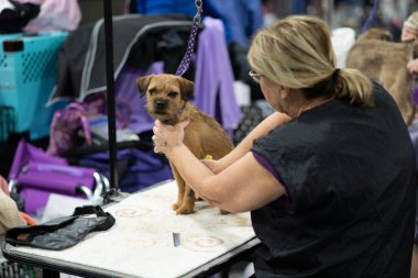Novi, Michigan, ABD - 01.17.2020: Michigan Kış Köpeği Klasik Fuarı