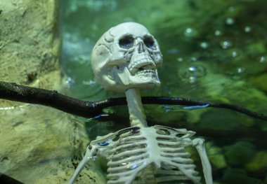 İskelet kıyıya vurmuş.