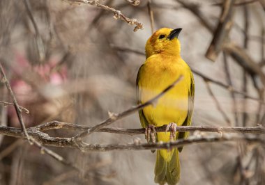 Güzel sarı kuş yükseğe tünemiş gün batımını izliyor.